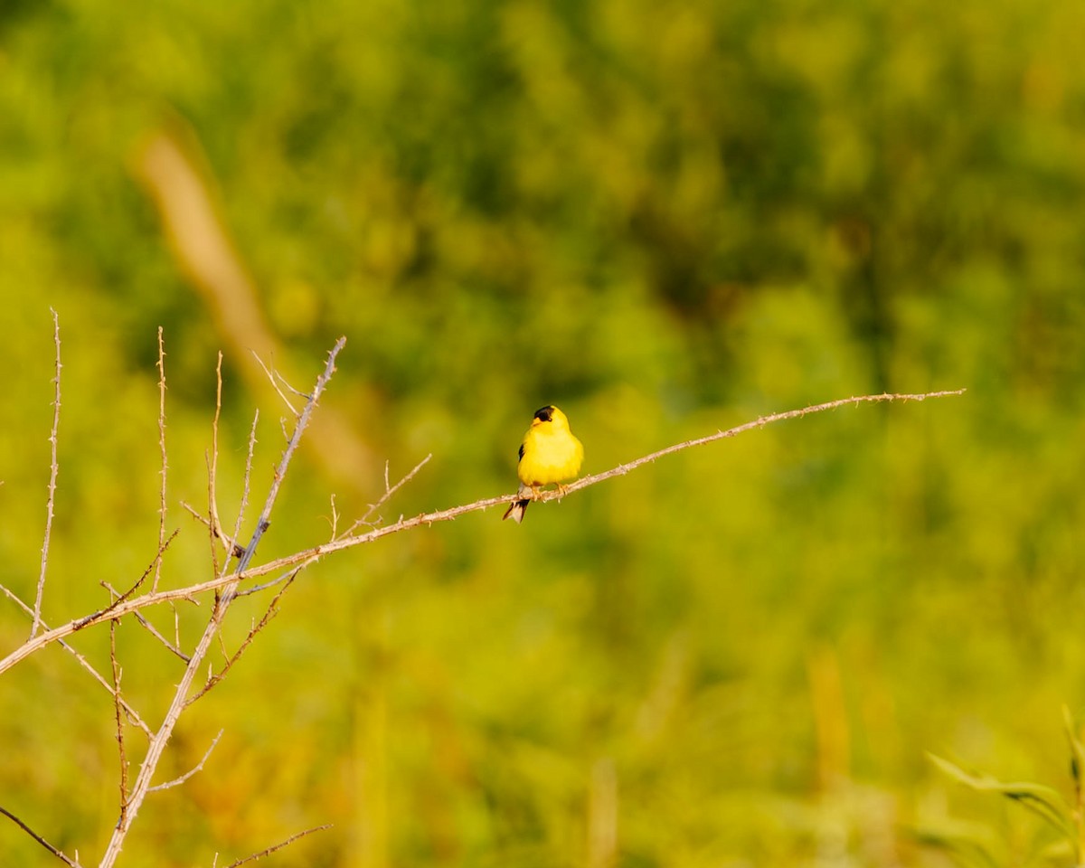 American Goldfinch - ML621176082