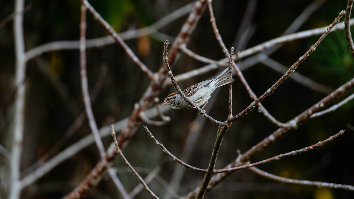 Chipping Sparrow - ML621176088