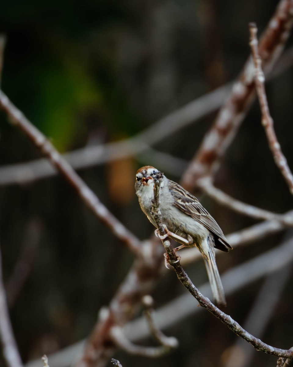 Chipping Sparrow - ML621176089