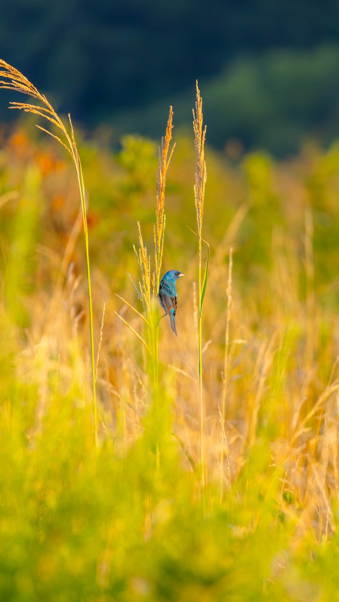 Indigo Bunting - ML621176109
