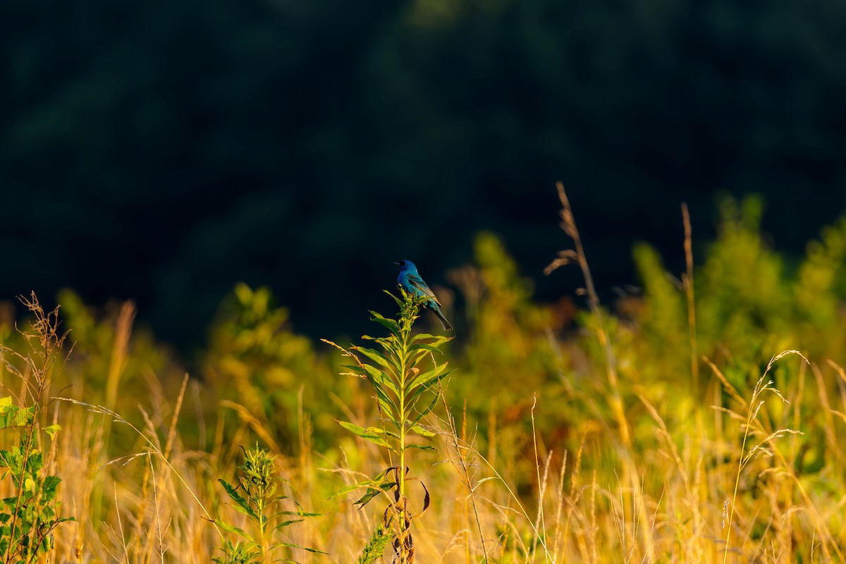 Indigo Bunting - ML621176110