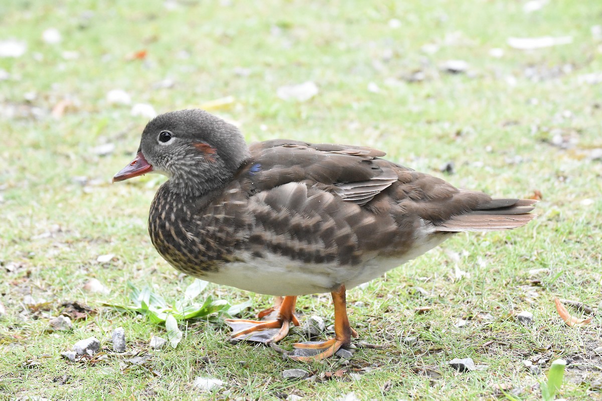 Mandarin Duck - ML621176130