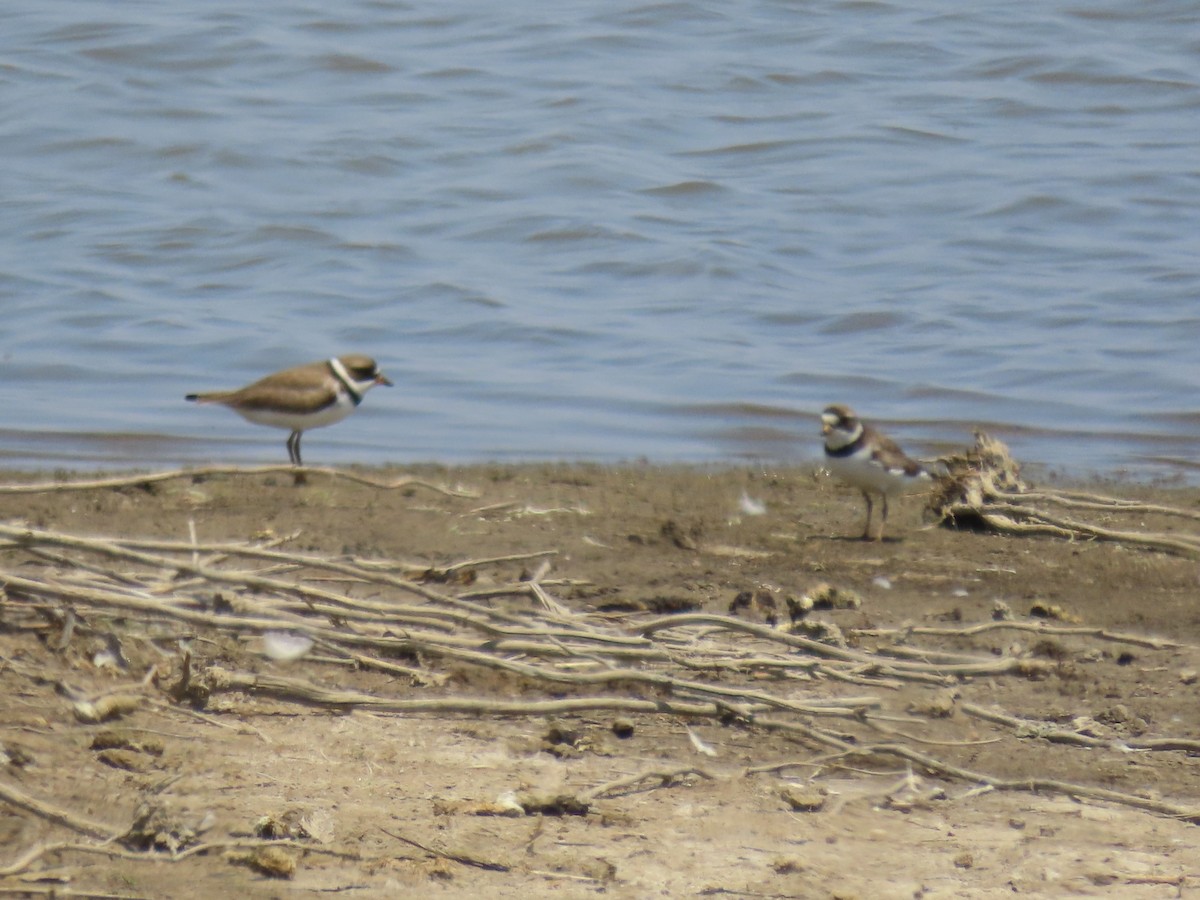 Semipalmated Plover - ML621176165