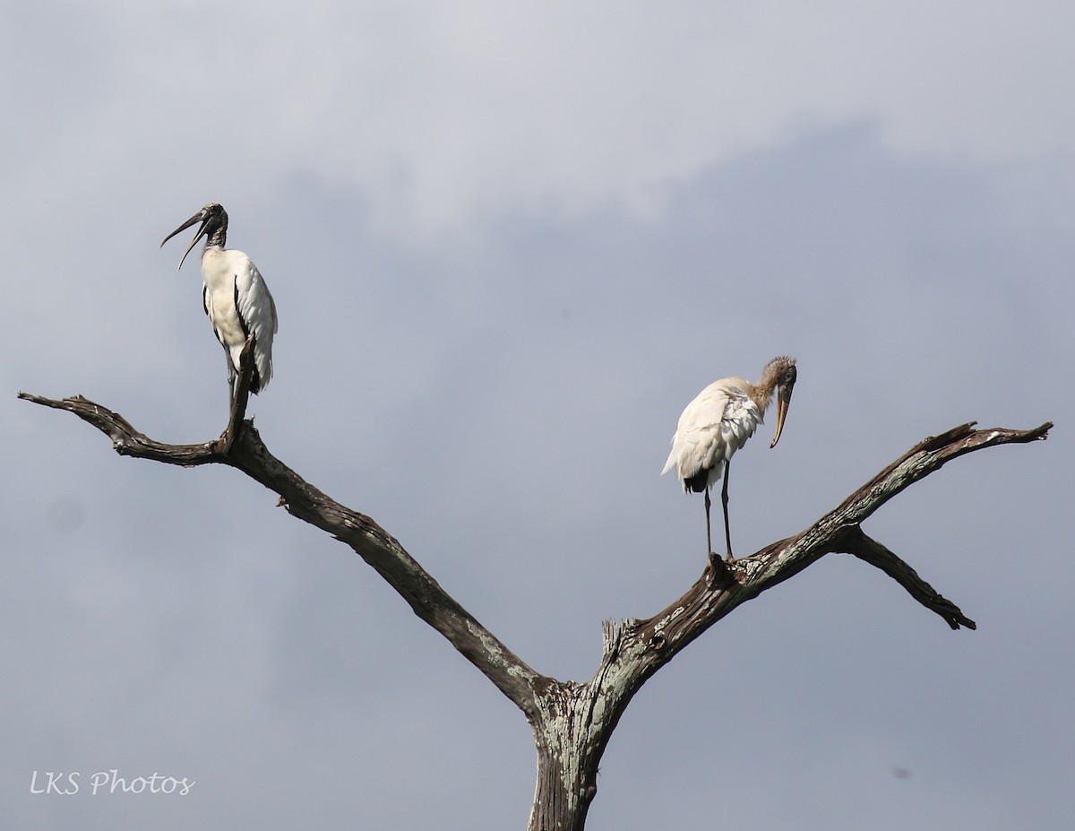 Wood Stork - ML621176192