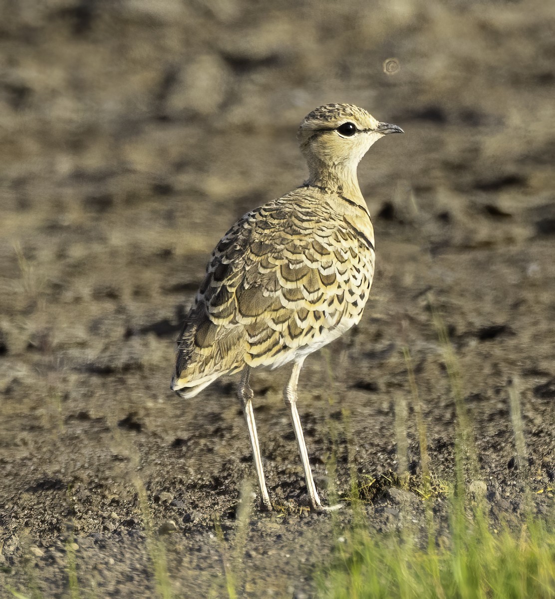 Double-banded Courser - ML621176208