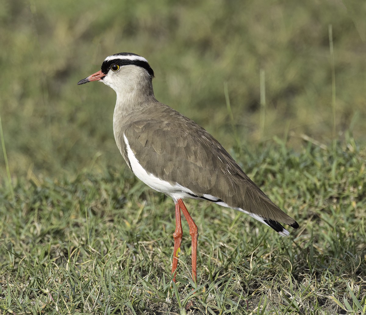 Crowned Lapwing - ML621176236