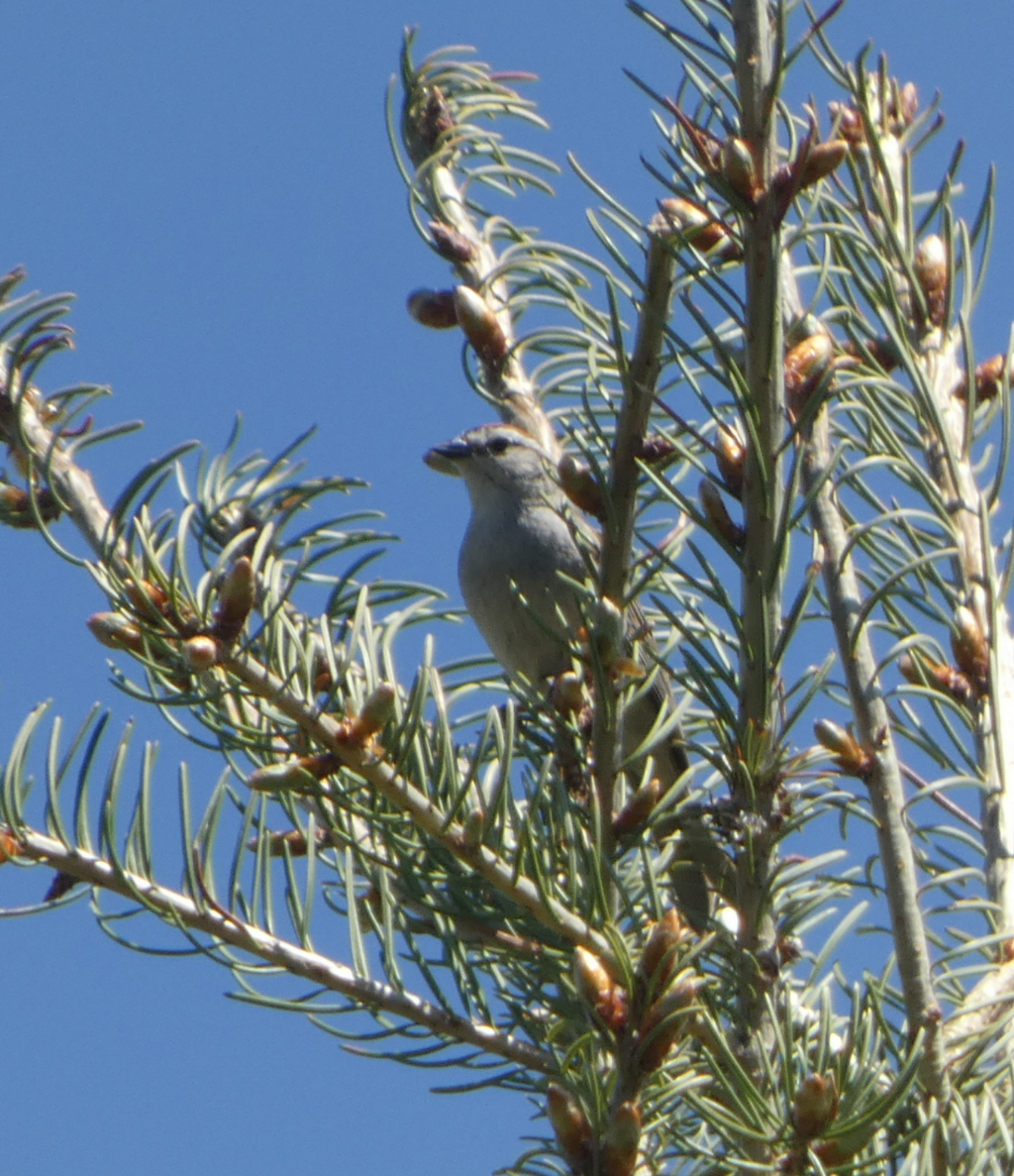 Chipping Sparrow - ML621176256