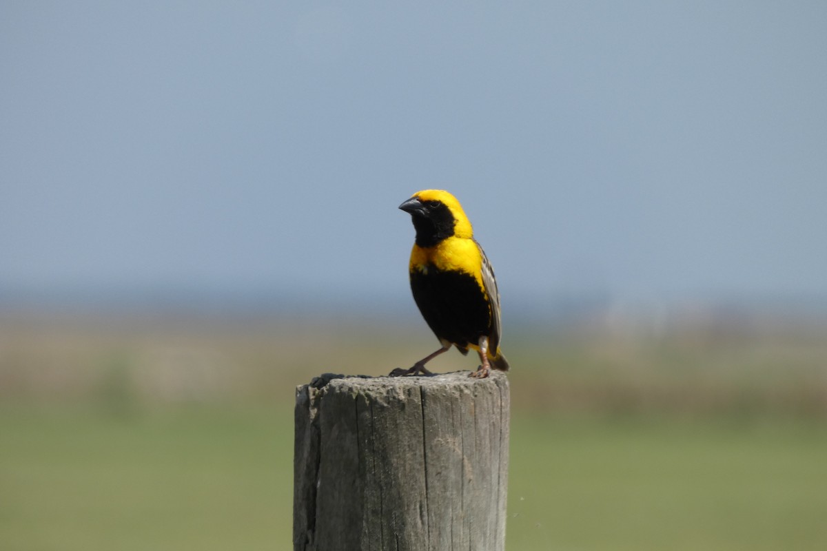 Yellow-crowned Bishop - Biel  Montoro Falcó