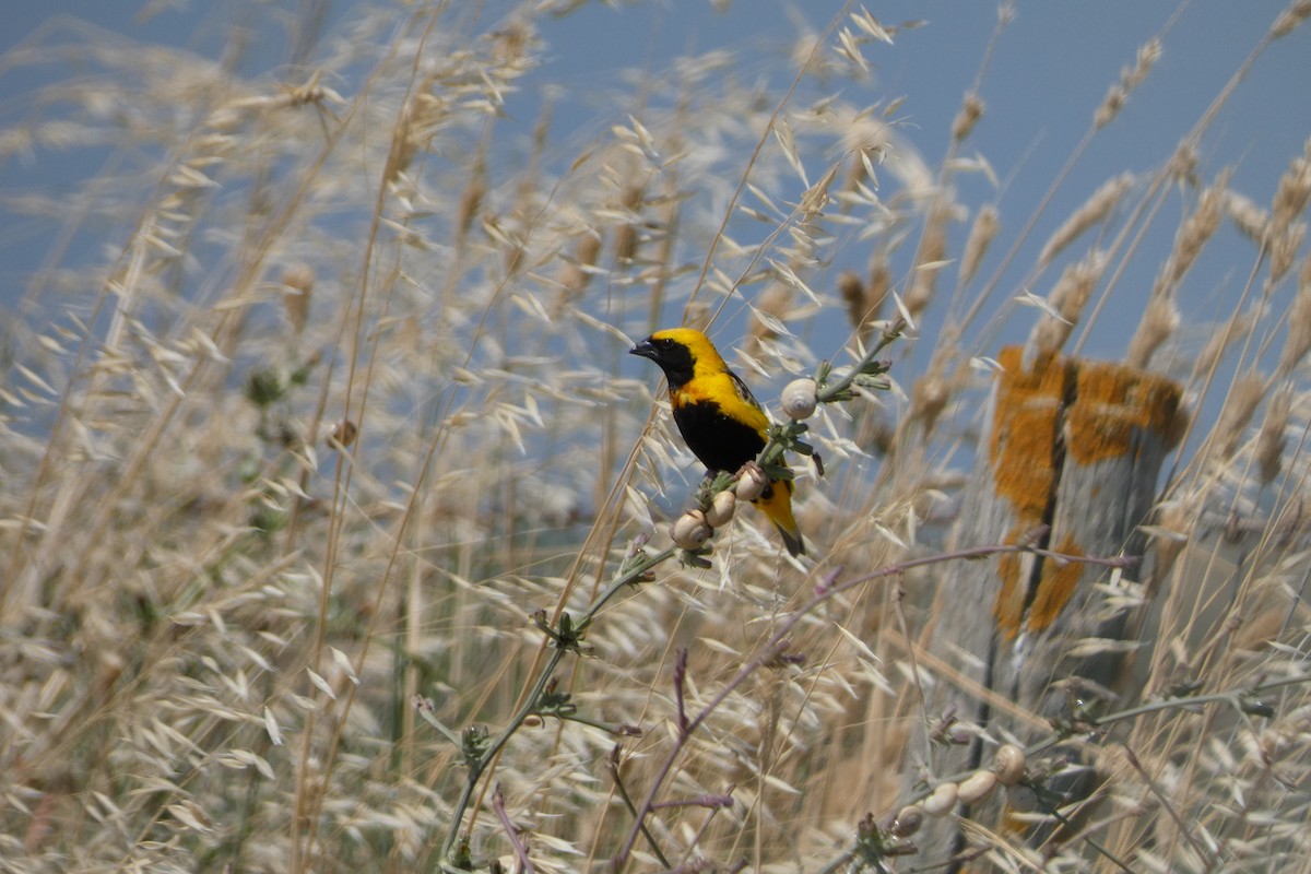 Yellow-crowned Bishop - ML621176293