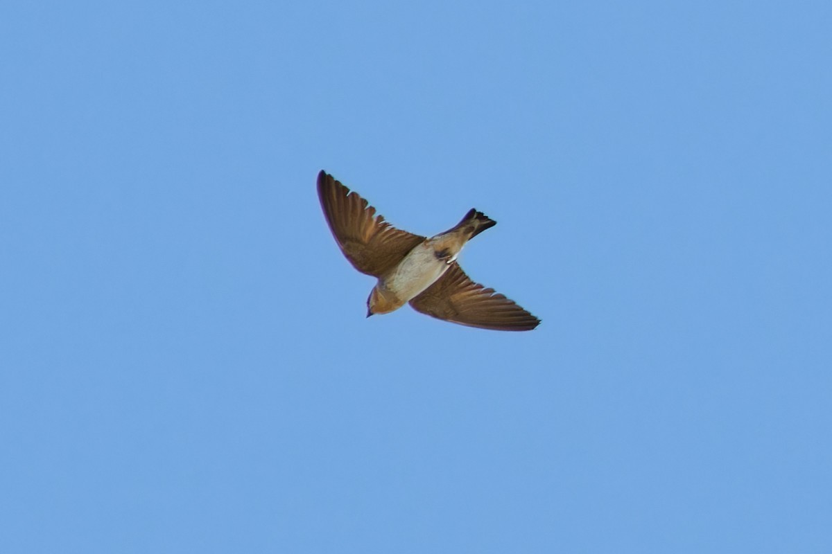 Cave Swallow - ML621176310