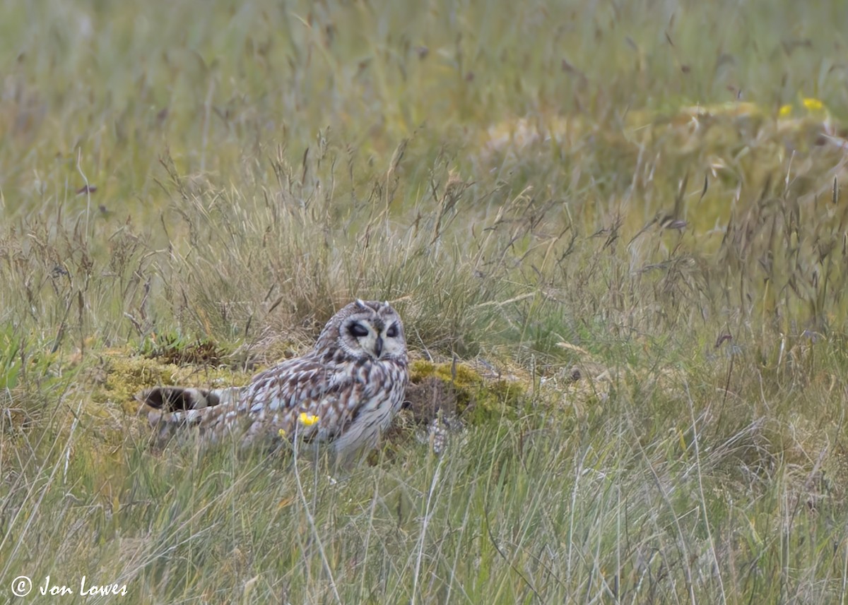 Short-eared Owl (Northern) - ML621176311