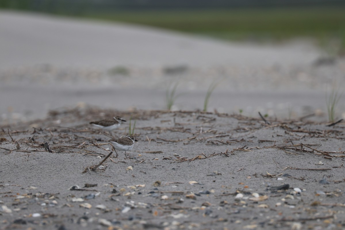 Wilson's Plover - ML621176335