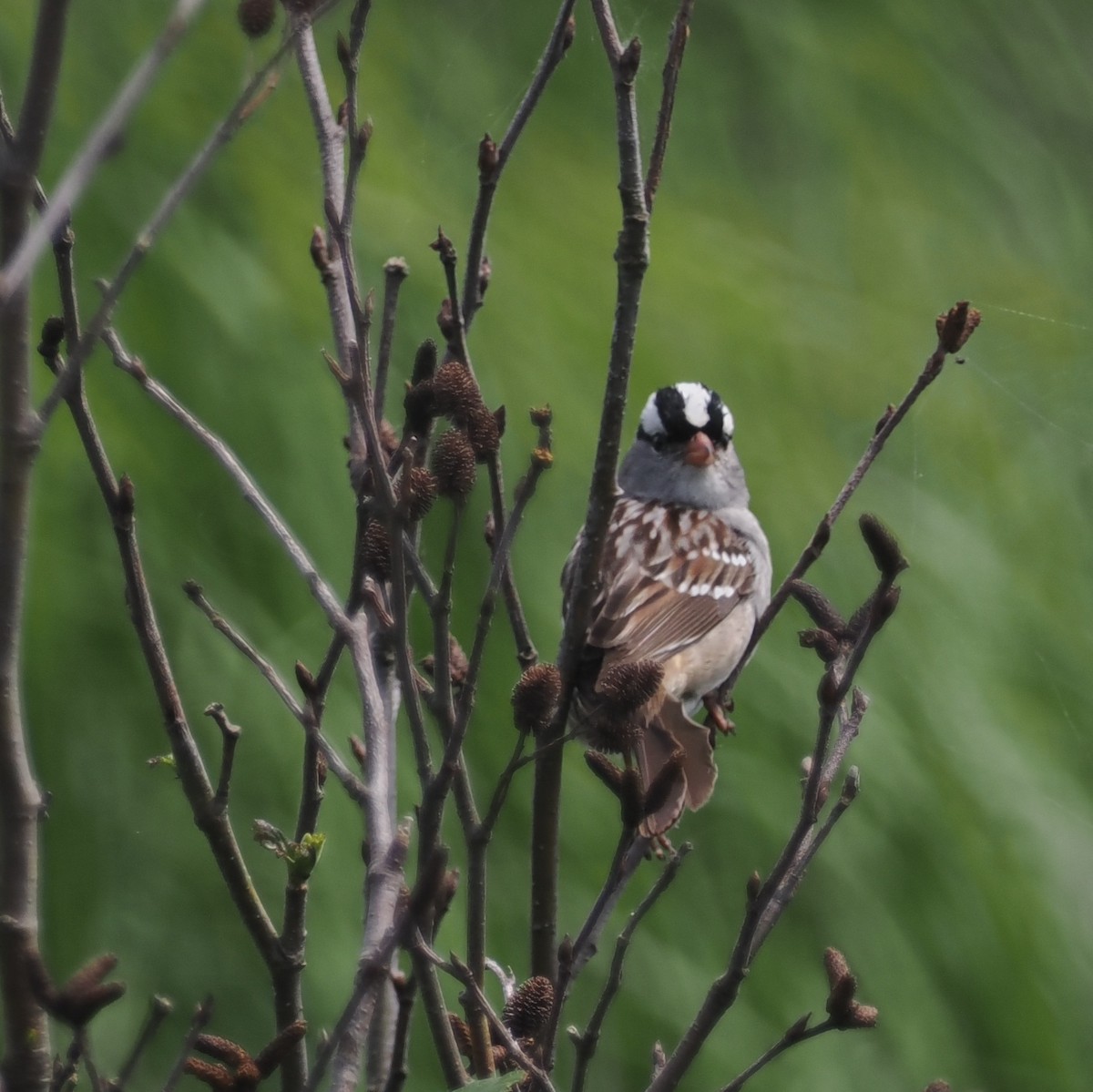 White-crowned Sparrow - ML621176343