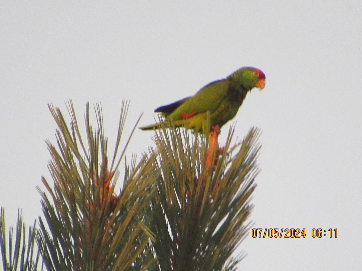 Red-crowned Parrot - ML621176373
