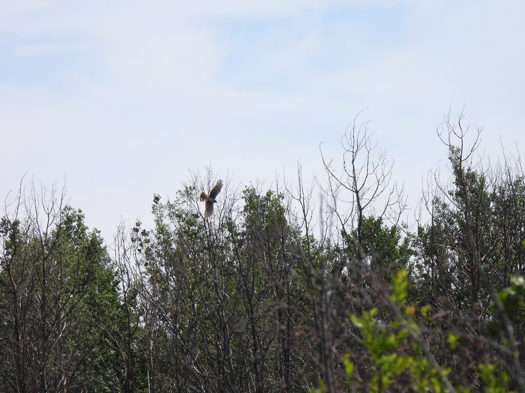 Northern Harrier - Keith Riding