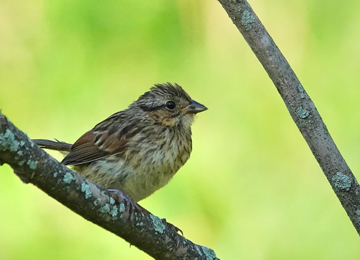 Passerellidae sp. (sparrow sp.) - ML621176429