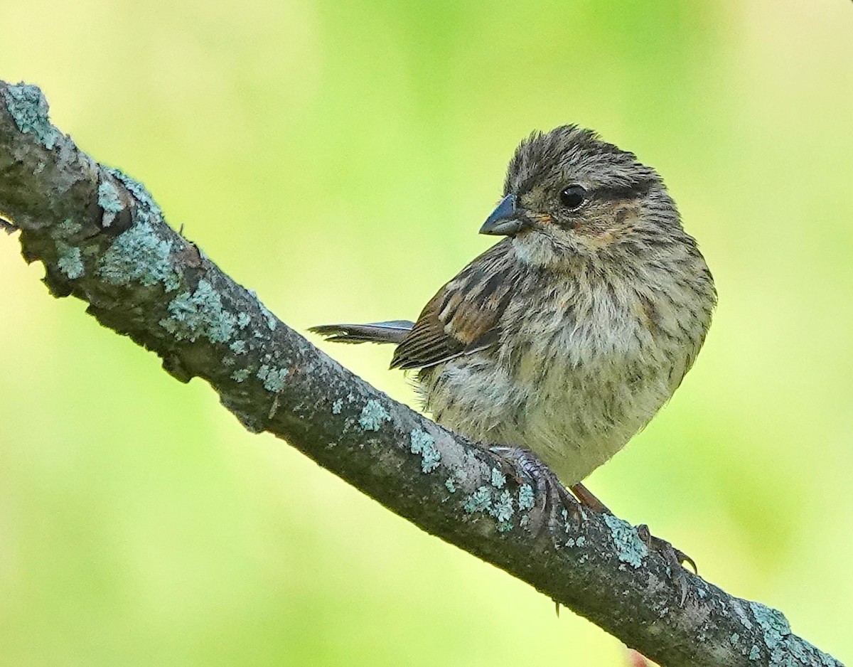 Passerellidae sp. (sparrow sp.) - ML621176437
