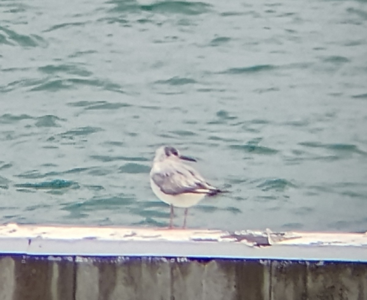 Bonaparte's Gull - ML621176440