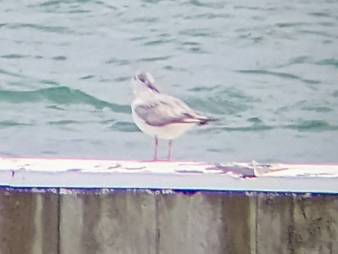 Bonaparte's Gull - ML621176441