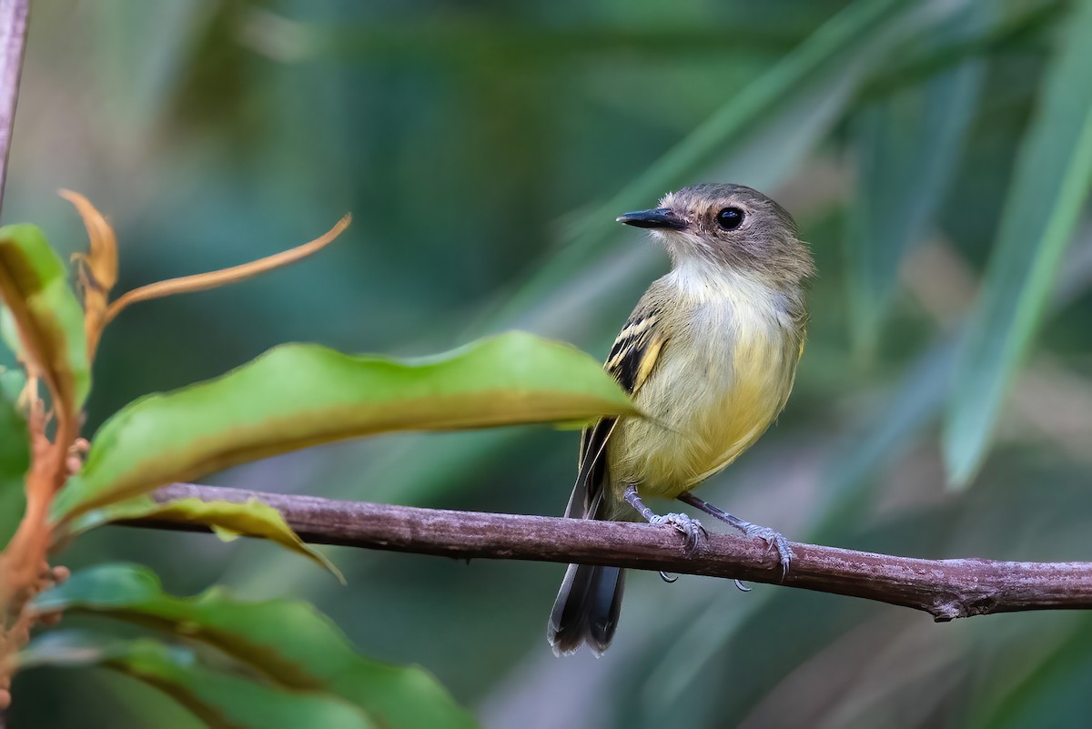 Smoky-fronted Tody-Flycatcher - ML621176475