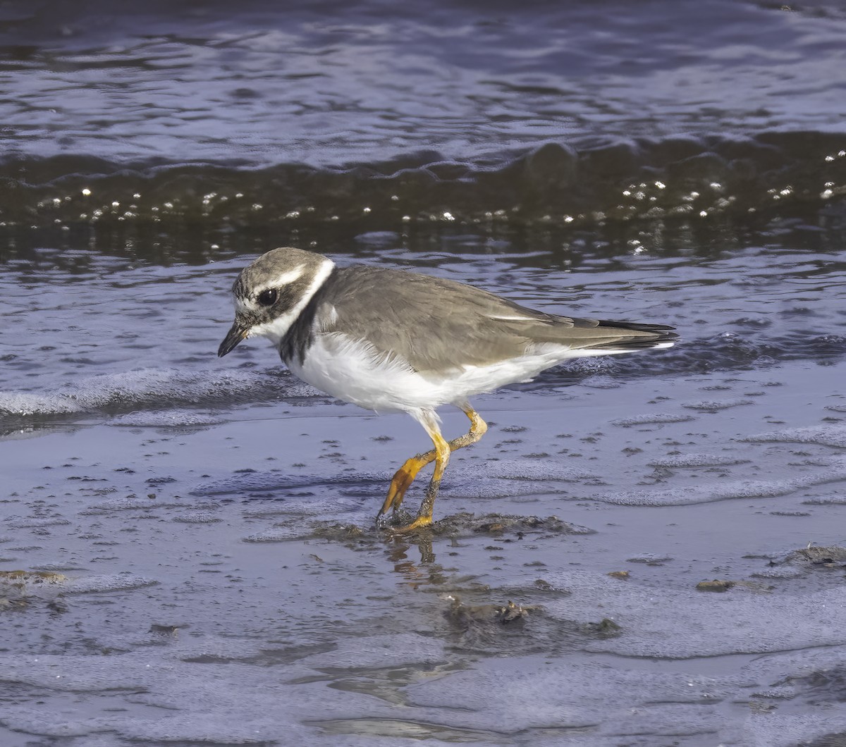 Common Ringed Plover - ML621176490