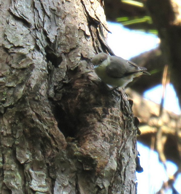 Brown-headed Nuthatch - ML621176500