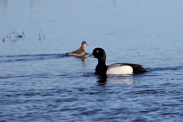 Greater Scaup - ML621176503