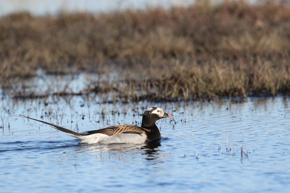 Long-tailed Duck - ML621176507