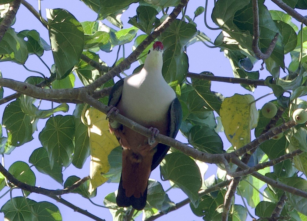 Red-knobbed Imperial-Pigeon - ML621176508