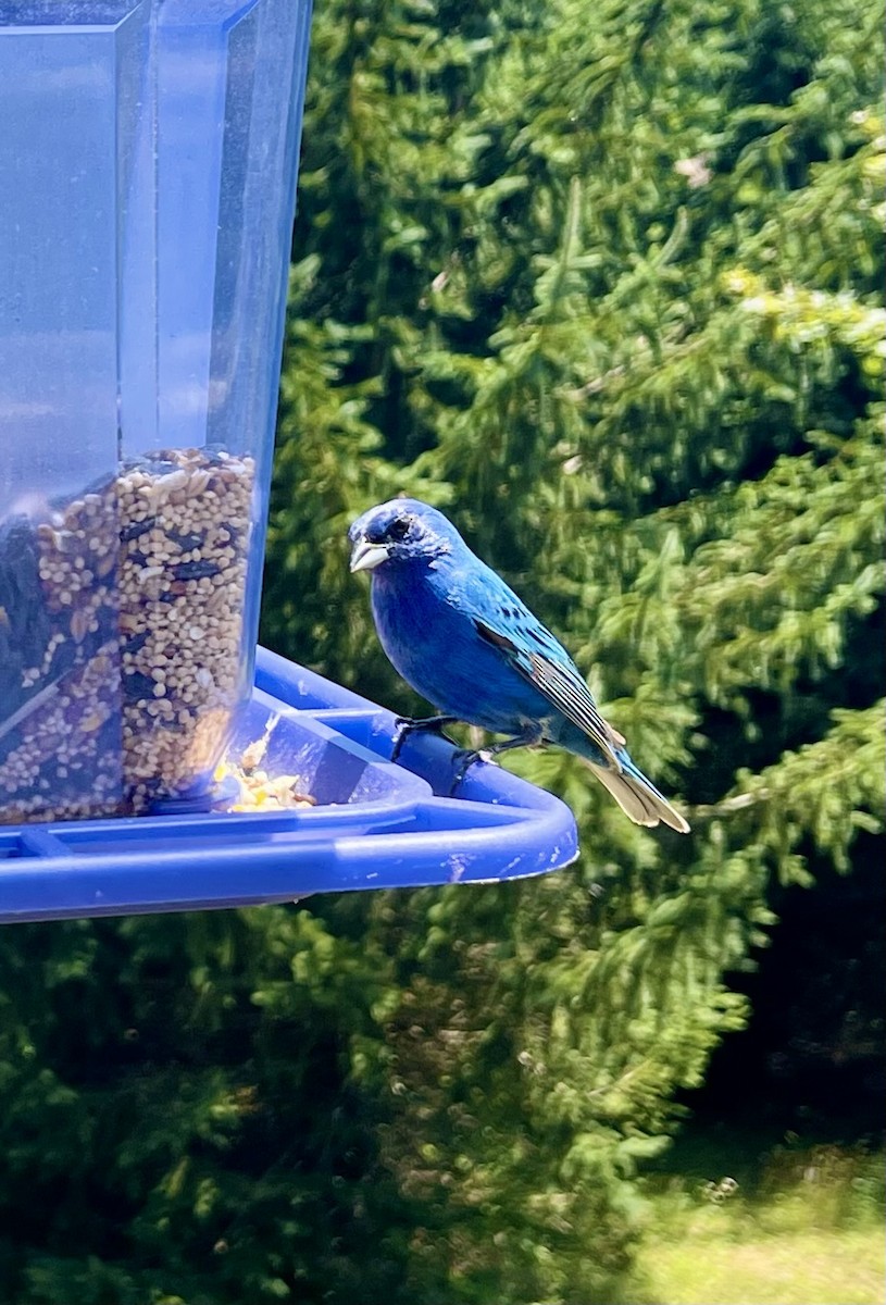 Indigo Bunting - ML621176539