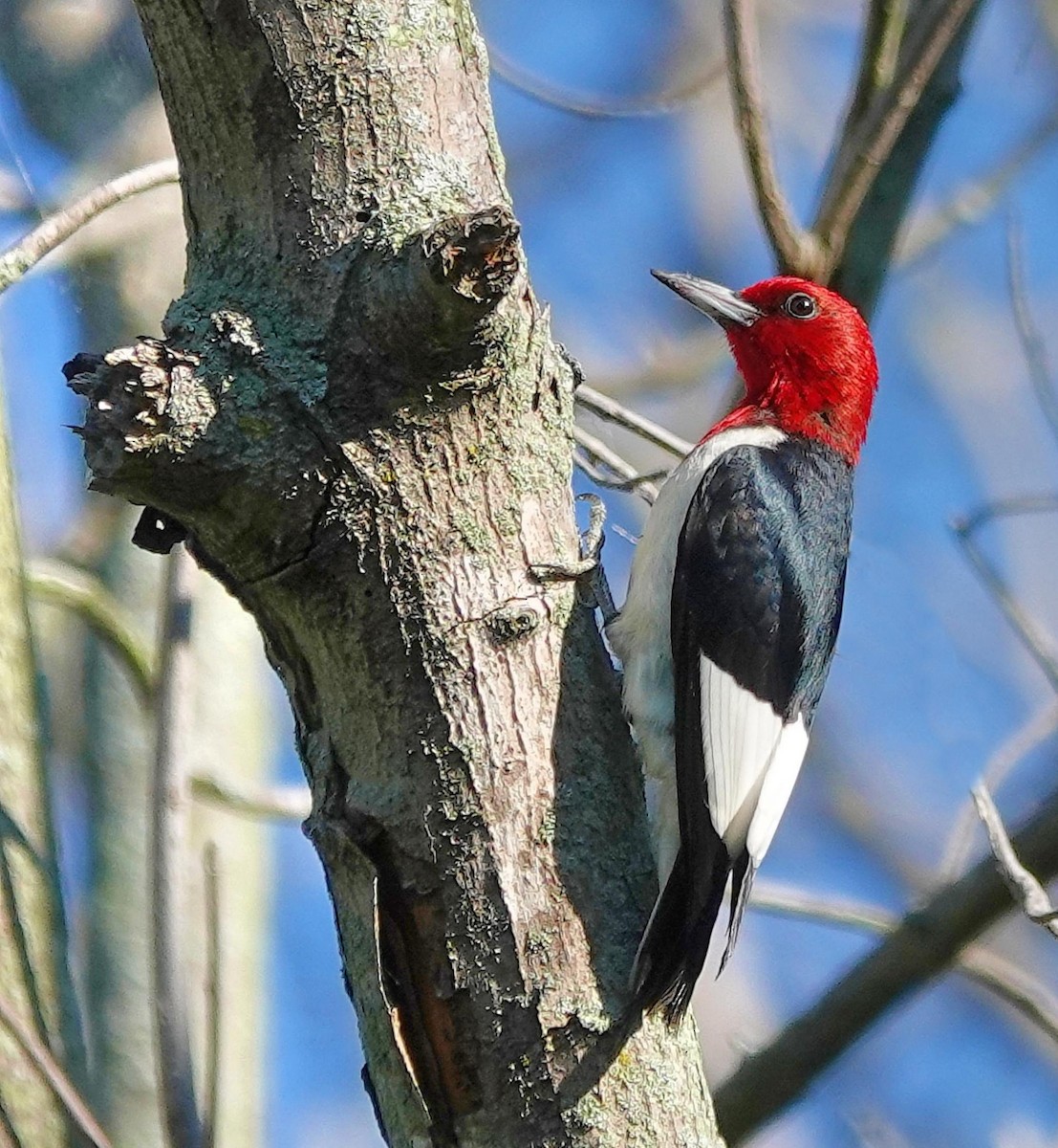 Red-headed Woodpecker - ML621176553
