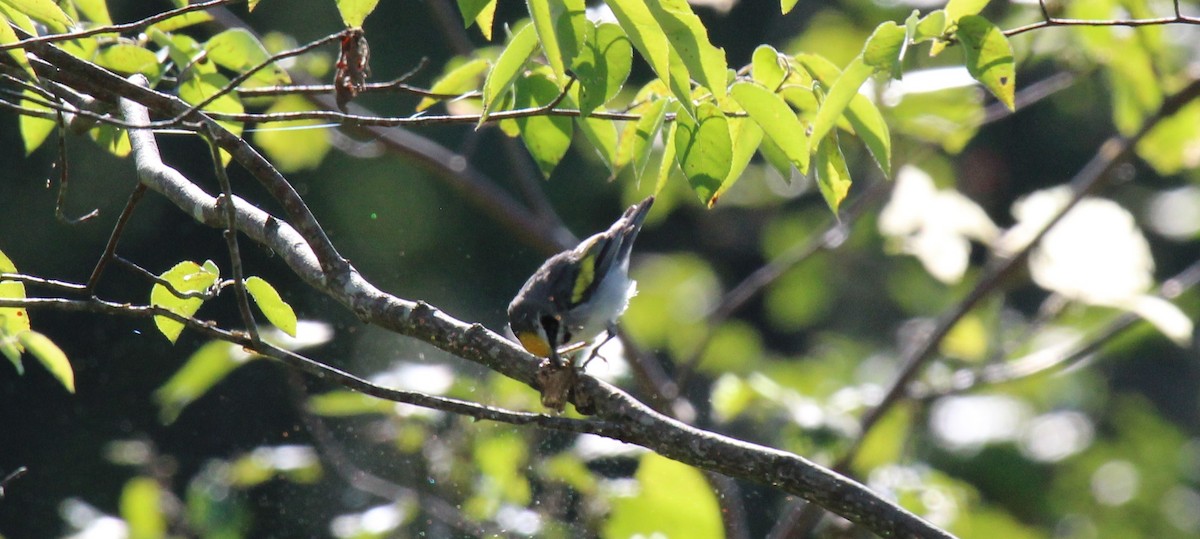 Golden-winged Warbler - ML621176564