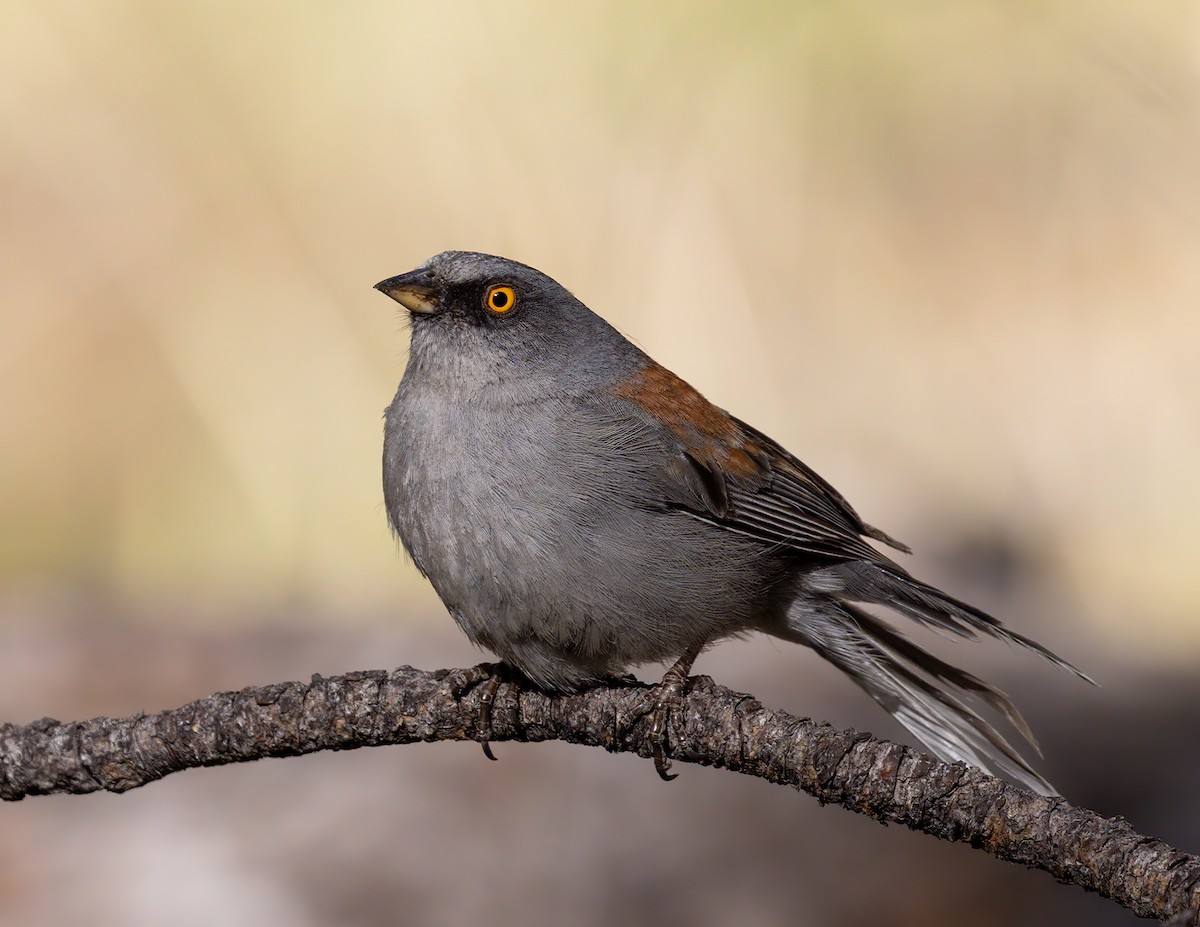 Yellow-eyed Junco - Linda Cunico