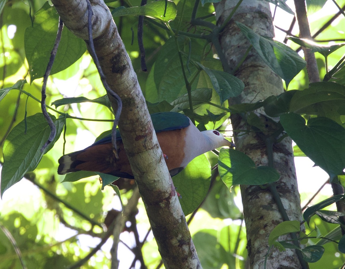 Finsch's Imperial-Pigeon - Sue Flecker