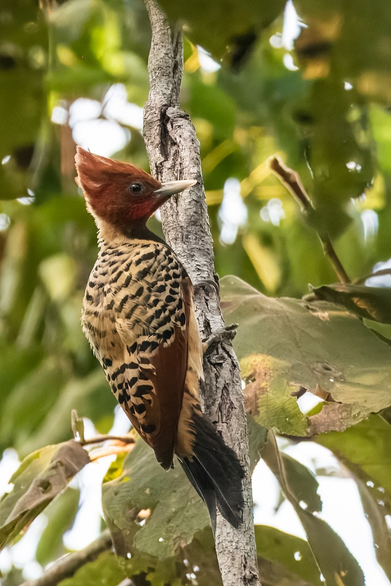 Kaempfer's Woodpecker - ML621176622