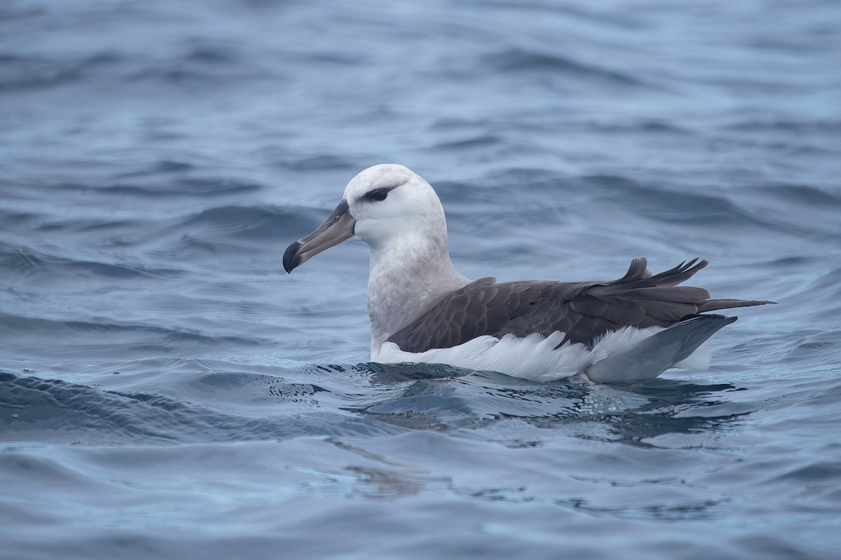 Чернобровый альбатрос - ML621176624