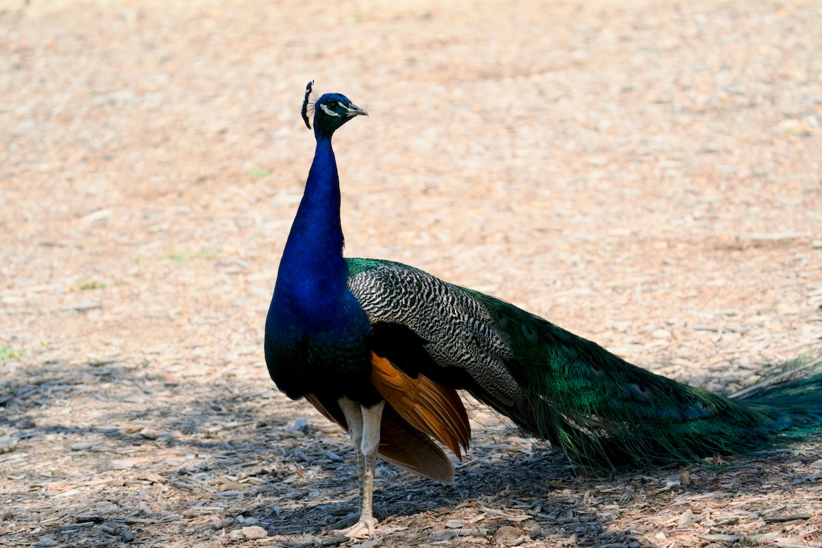 Indian Peafowl (Domestic type) - ML621176671