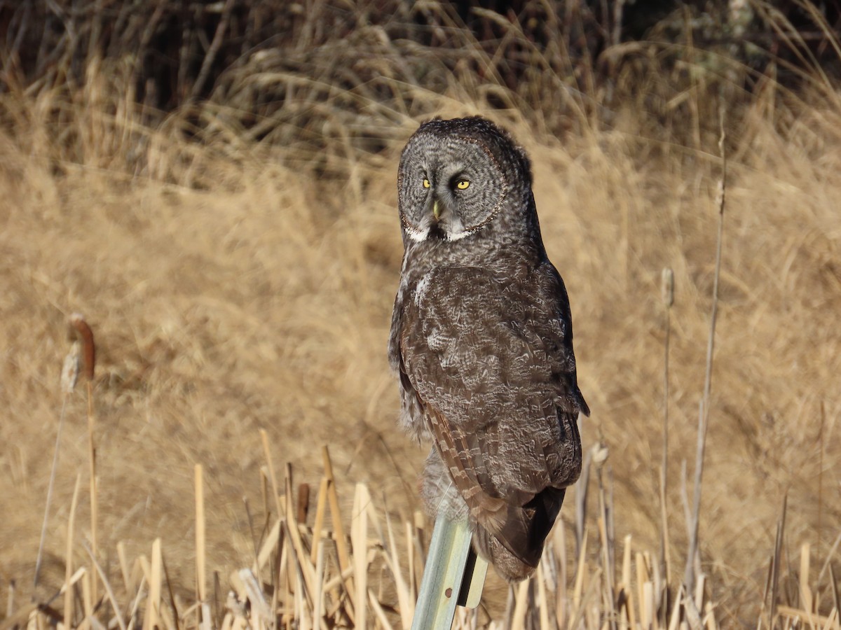 Great Gray Owl - ML621176676