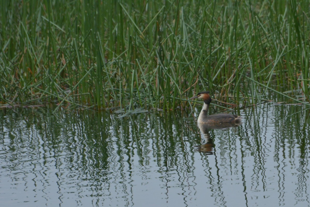 Great Crested Grebe - ML621176683