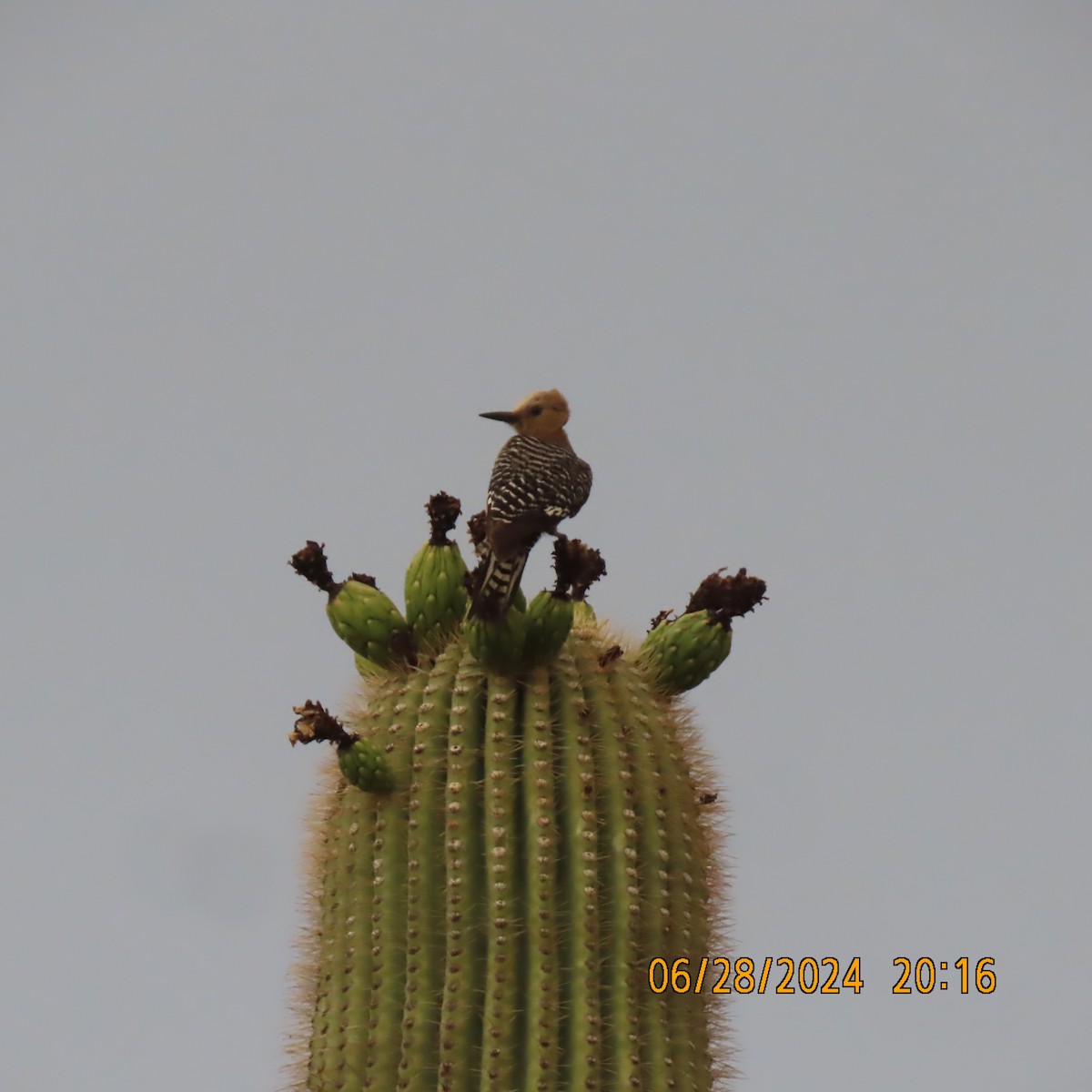 Gila Woodpecker - ML621176721