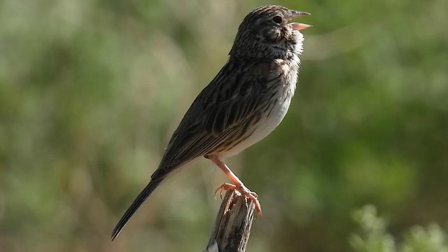 Vesper Sparrow - ML621176750