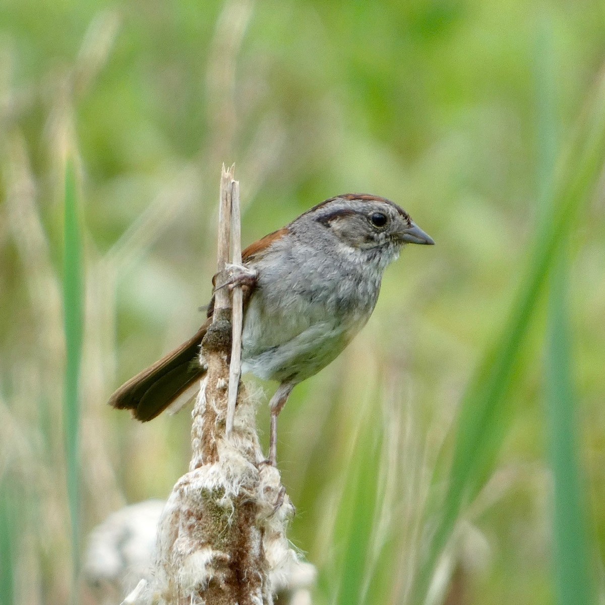Swamp Sparrow - ML621176775