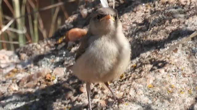 Rock Wren - ML621176804