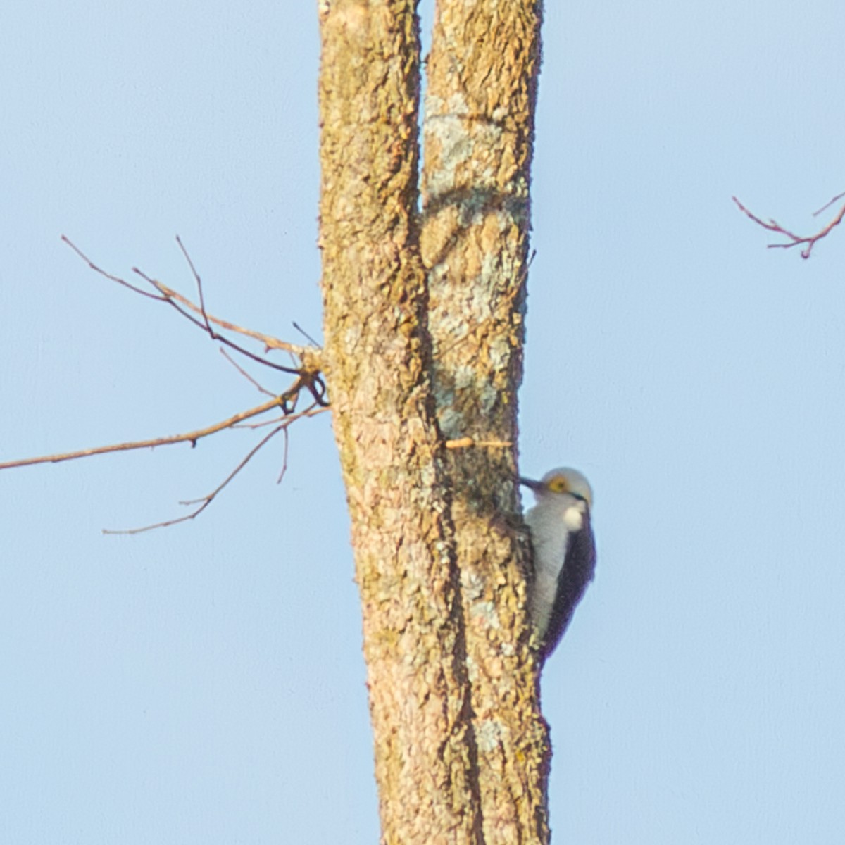White Woodpecker - ML621176813