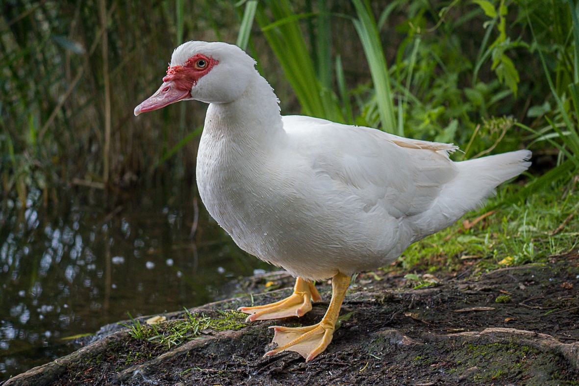 Muscovy Duck (Domestic type) - ML621176825