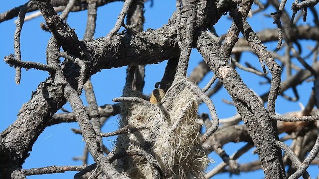 Bullock's Oriole - ML621176841