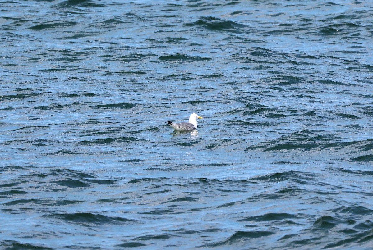 Mouette tridactyle - ML621176855