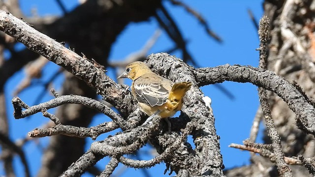 Oriole de Bullock - ML621176889