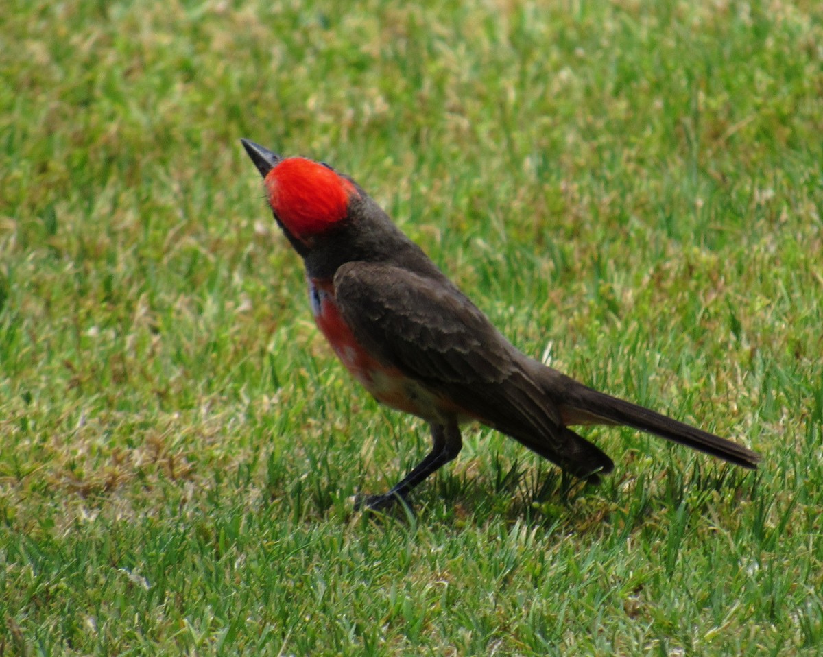 Vermilion Flycatcher - ML621176893