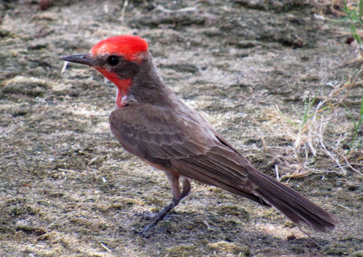 Vermilion Flycatcher - ML621176895